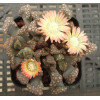T.H.S SB1342 - Plant